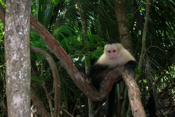 Monkey at Manuel Antonio.JPG
